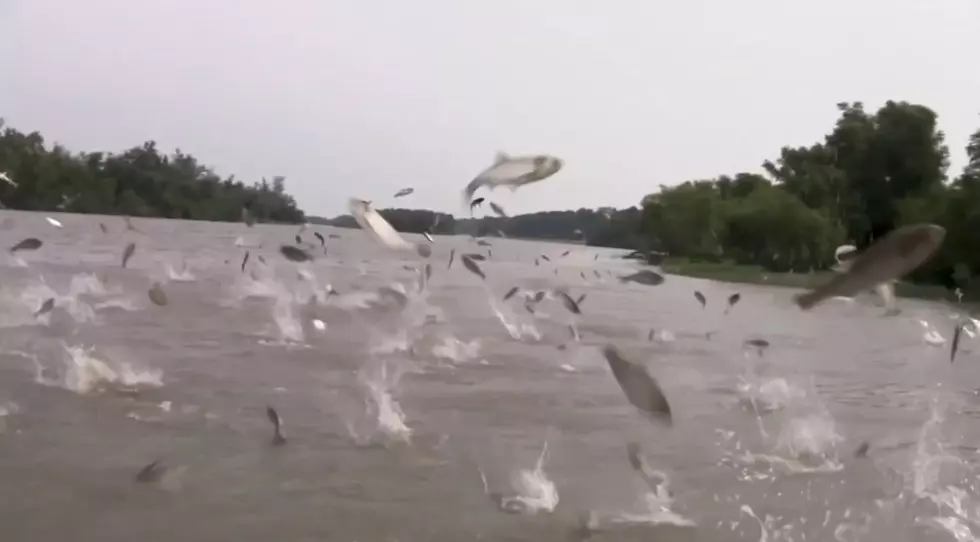 Report: Missouri Fisherman are Being Injured by Flying Carp