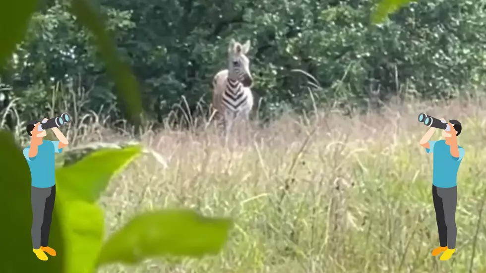Missouri Man Really Needs Your Help to Find Marty, His Pet Zebra