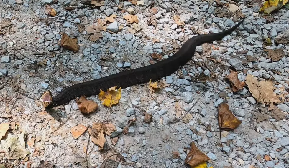 This Illinois Road is About to Close Because of Venomous Snakes