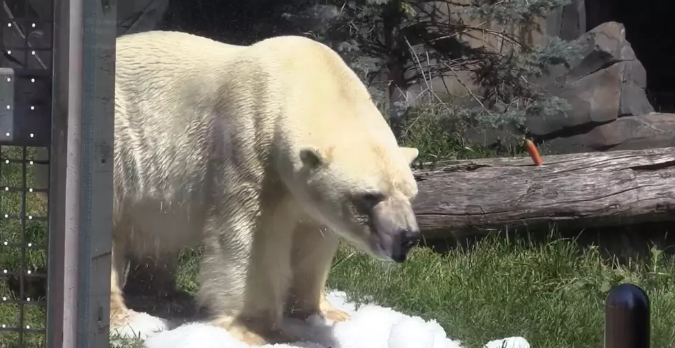 Watch How Kali the Saint Louis Zoo Polar Bear Deals with the Heat