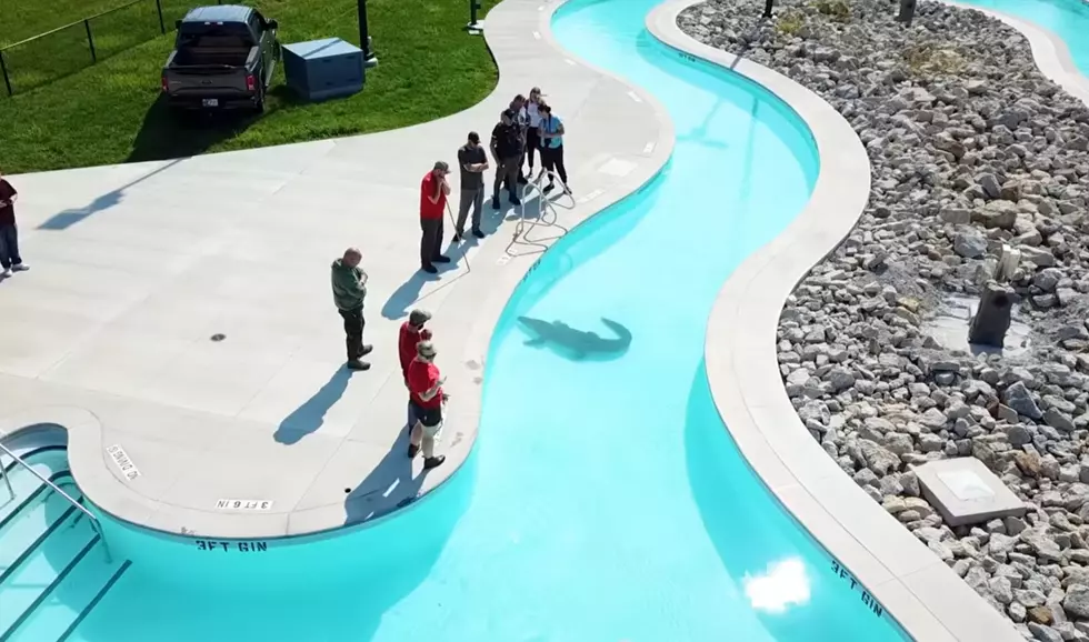 This Illinois Water Park Really Did Have a Gator Swimming in It