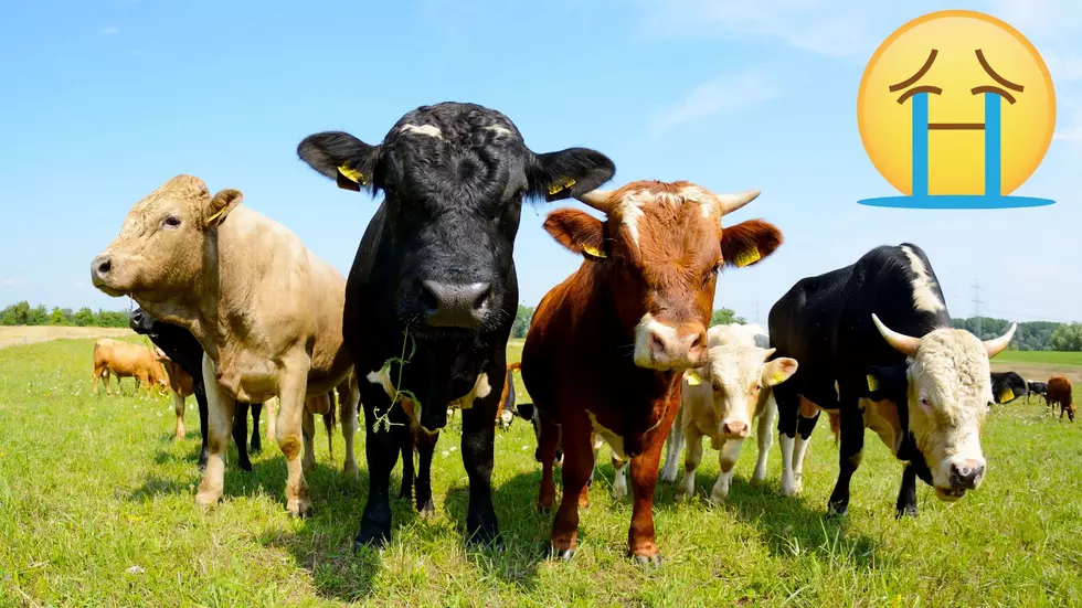 A Woman Was Wildly Disappointed Cows Didn’t Really Want to Cuddle
