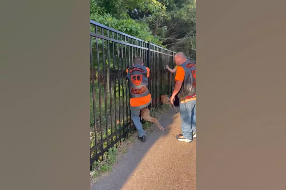 Watch Midwest Motorcyclists Save 3 Baby Deer Stuck in a Fence