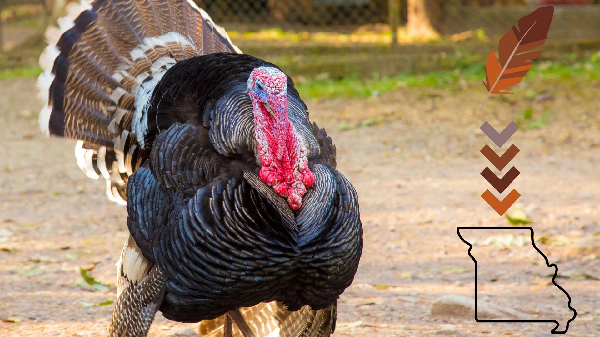 Texas Turkey Feathers (Sorry, but this item is currently sold out) -  Cappadona Ranch