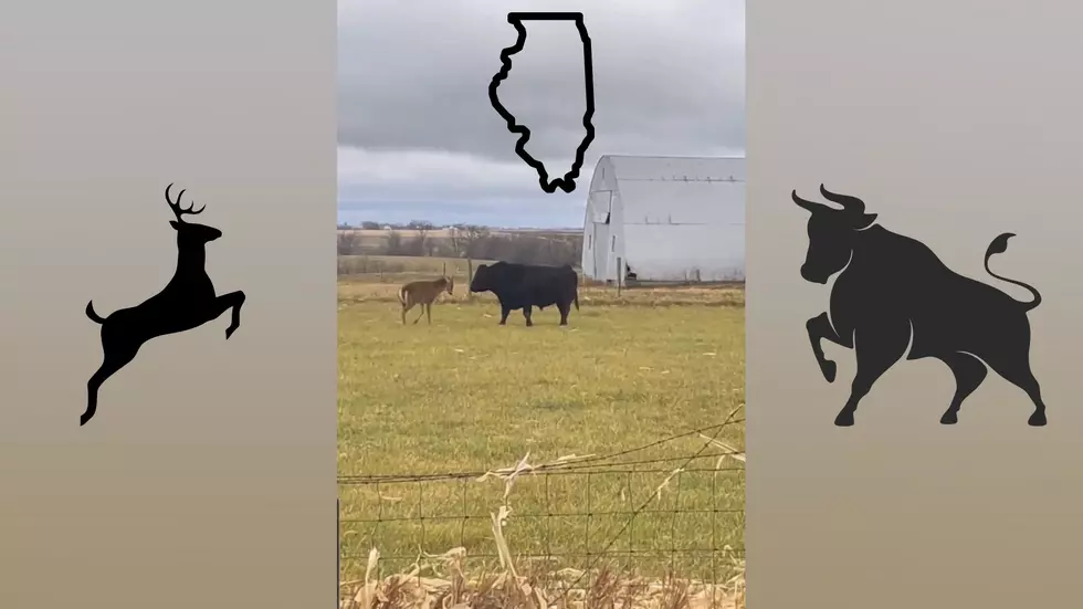 That Fun Time an Illinois Whitetail in Rut Threw Down on a Bull