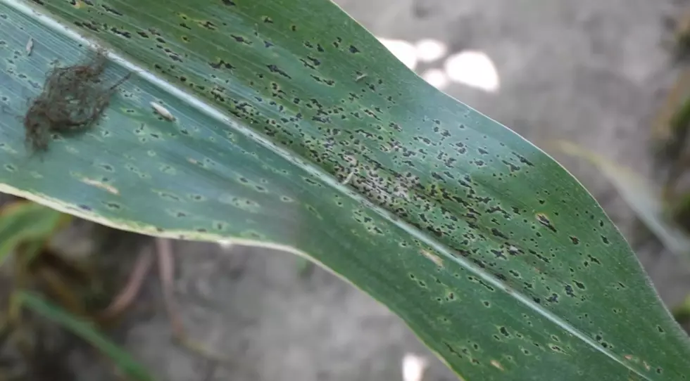 Tar Spot Disease Found on Samples of Corn in 2 Missouri Counties