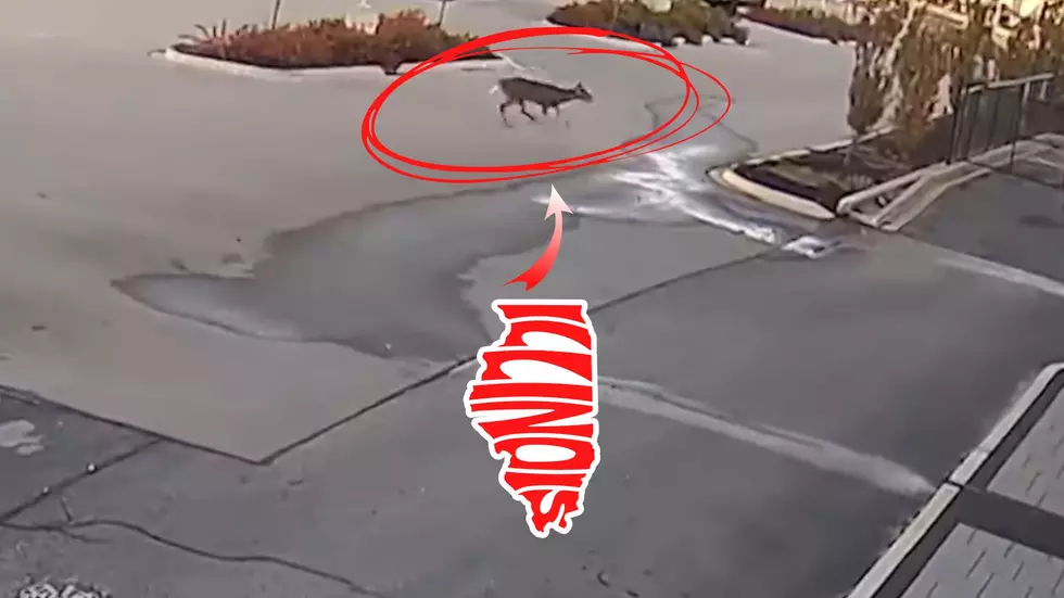 Wild Security Video Shows a Deer Jump into Illinois Senior Center