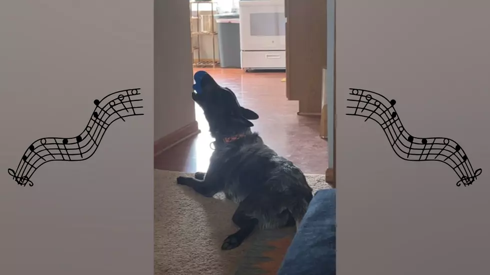 Watch an Illinois Dog Perform a Song He Wrote with a Squeeze Toy