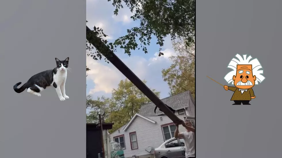 Watch Illinois Man’s Genius Cat Ramp to Rescue Pet from a Tree