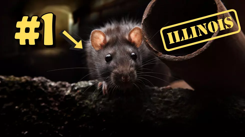 For 8 Years in a Row, This Illinois City Named “Rattiest” in US