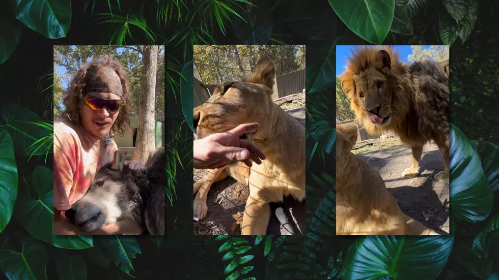 Missouri Man Plays with Wolves & Lions and Some People are Ticked