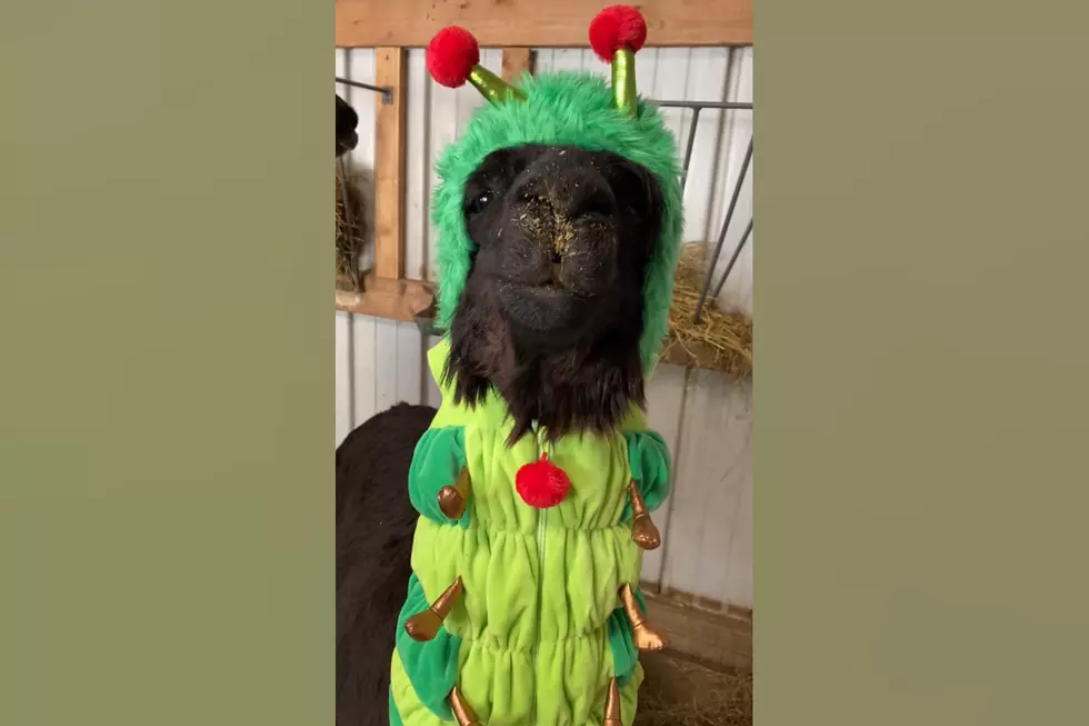 Yes Alice, this Iowa Alpaca is Dressed Up Like a Caterpillar