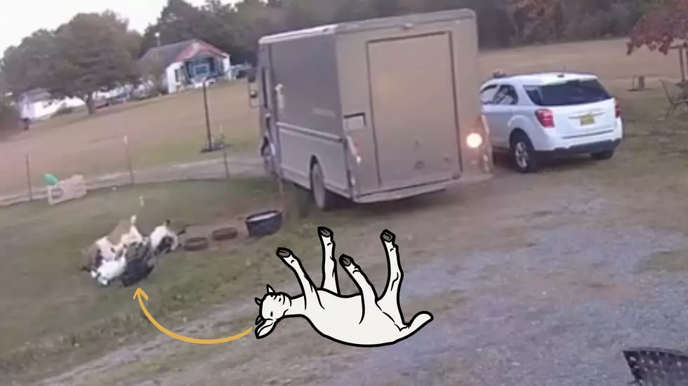 Security Cam Video Shows Delivery Driver Causes Goats to Faint