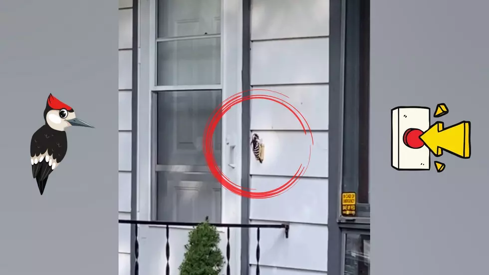 Watch a Woodpecker Ring a Midwest Family&#8217;s Doorbell Over &#038; Over