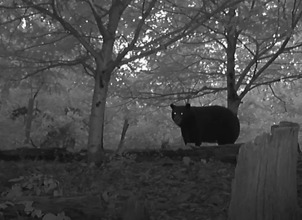 Huge Black Bear Appears on a Missouri Backwoods Trail Cam Video