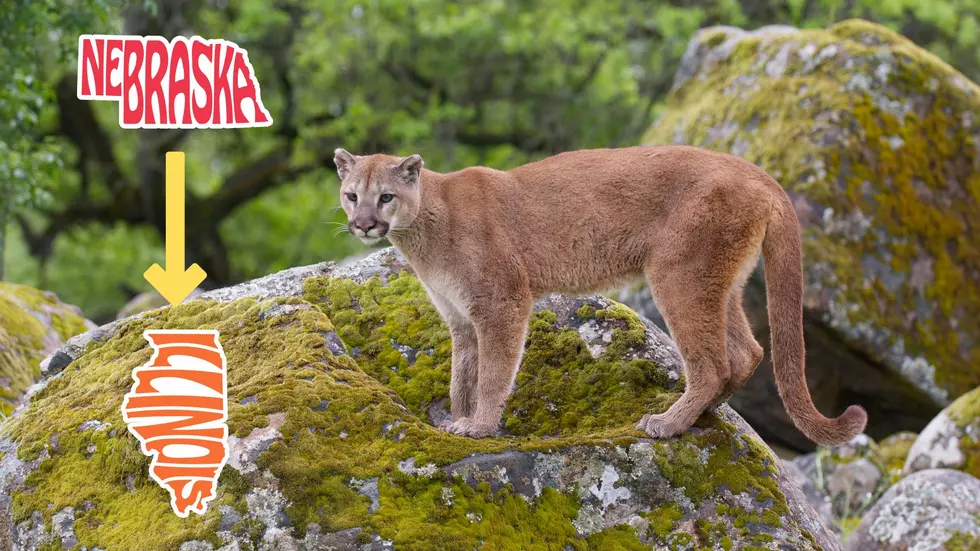 A Mountain Lion from Nebraska Just Traveled to Illinois