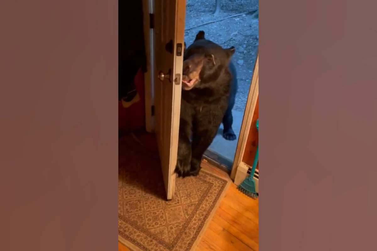 Photo of Mira lo educado que el oso cierra la puerta cuando se le pregunta.