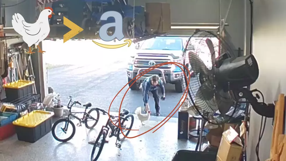Watch Illinois Amazon Guy Get Outsmarted by a Chicken Named Fancy
