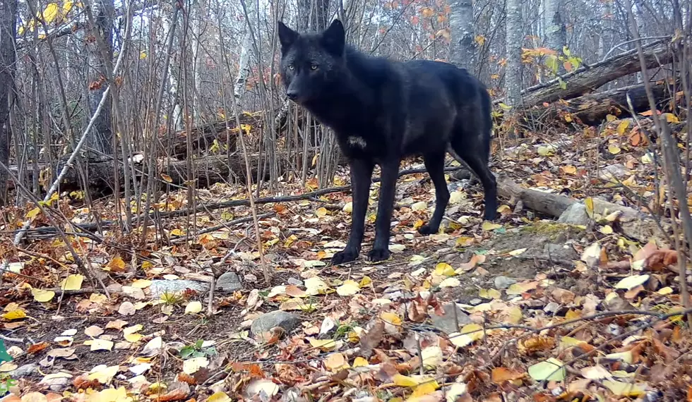 Midwest Trail Cam Shows a Stunning Black Wolf in the Woods