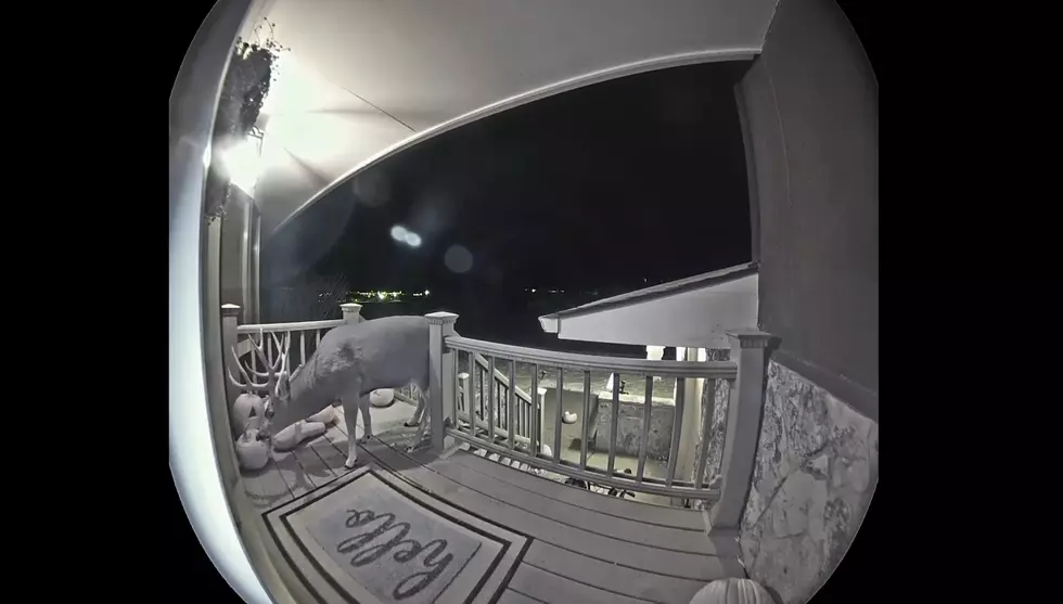 Family’s Doorbell Cam Shows Pumpkins Being Eaten By Big Ole Buck