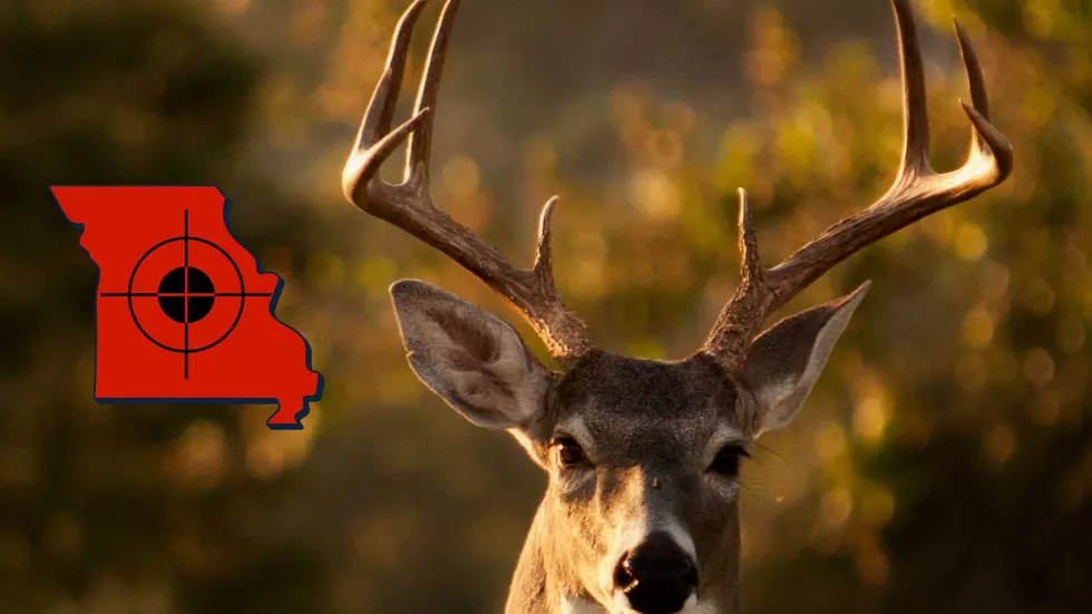 Bambi? Missouri Hunters Have Already Taken Down Over 93,000 Deer