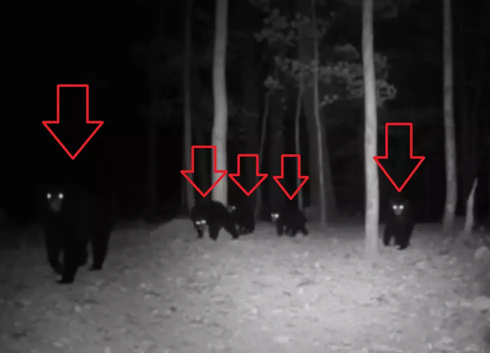 Midwest Trail Cam Shows Family of 5 Bears, 1 Tries to Eat It