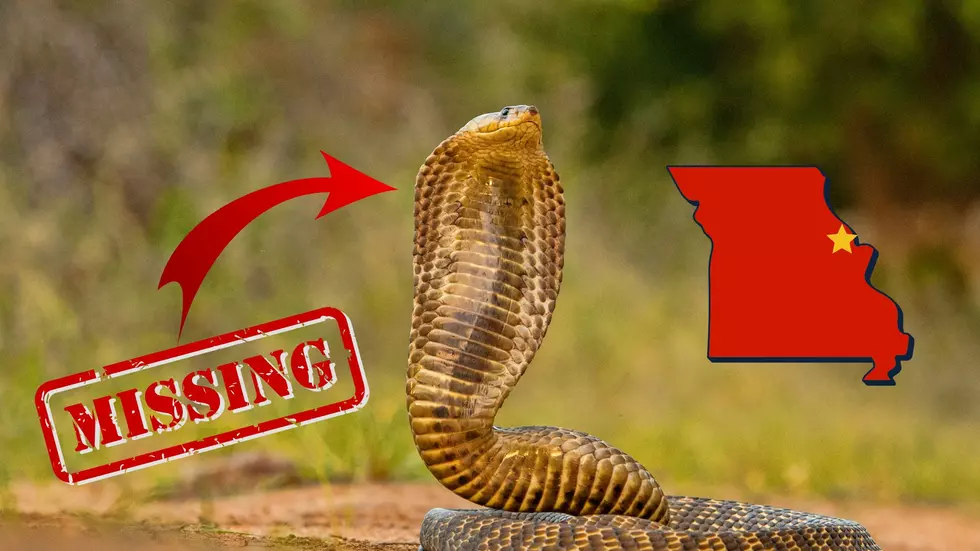 Alert: There's a Deadly Cobra on the Loose Somewhere in Missouri