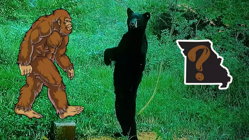 That Fun Time a Missouri Trail Cam Showed a Bear Who Was Bigfoot