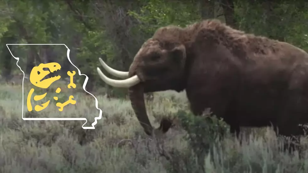 Did You Know this Mastodon Was First Discovered in Missouri?