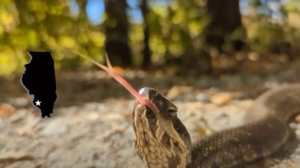 Explorer Gets Real Close to Cottonmouth on Snake Road in Illinois