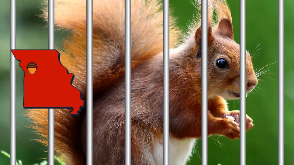 If You Worry a Squirrel in This Missouri Town, You Go to Jail