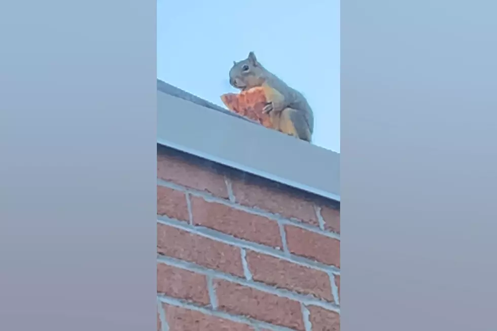 Driver Surprised by Squirrel Scarfing Pizza Slice on a Roof