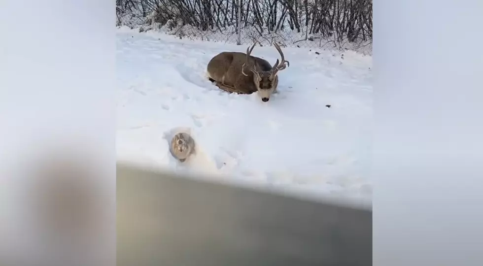 Homeowner Shares Video of a Deer & Bunny Chilling in Her Backyard