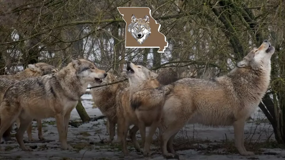 Yes, Gray Wolves Used to Roam Missouri and May Again Soon