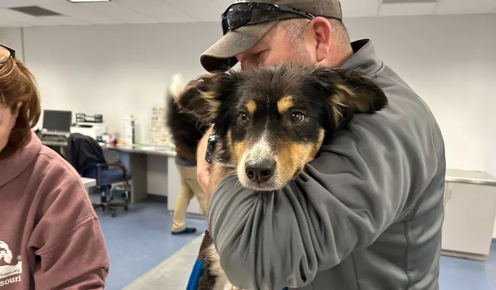 29 Missouri Dogs Rescued from Extremely Dangerous Winter Cold