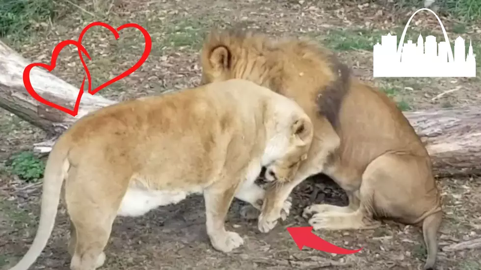 St. Louis Zoo Visitor Captures Sweetest Moment Between 2 Lions