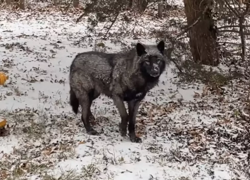 Is This Really a Black Wolf That Was Spotted Near Kansas City?