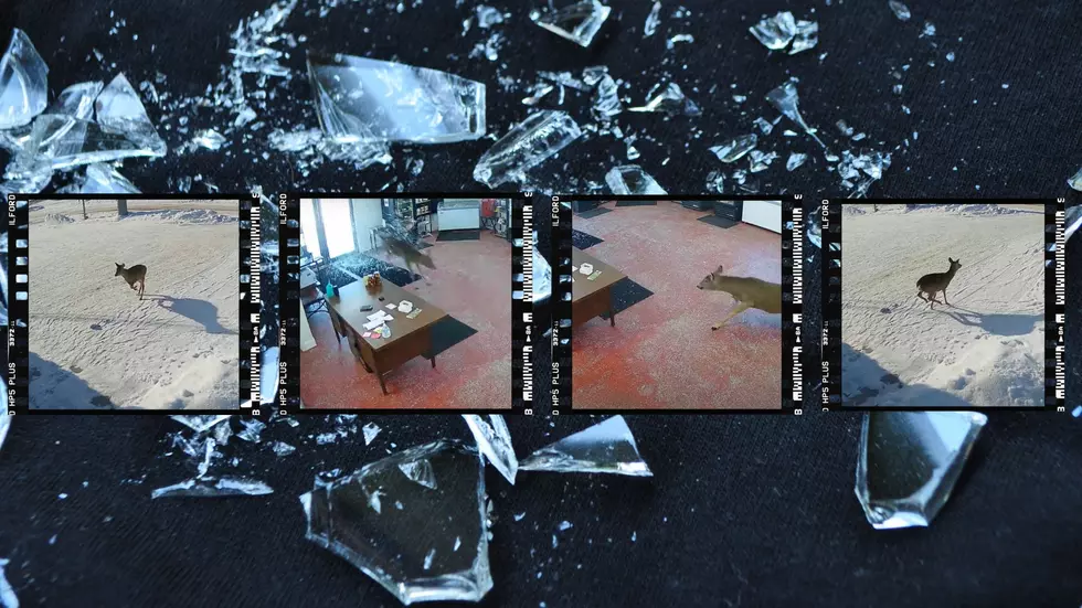 Minnesota Store Video Shows Deer Explode Thru Glass, But It’s OK