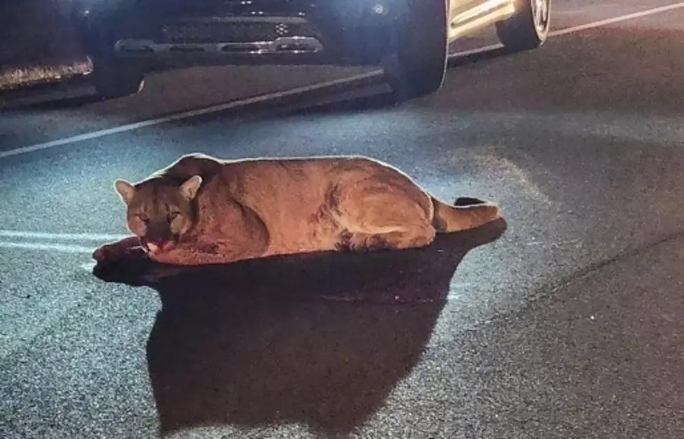 Huge Mountain Lion Struck by Vehicle in Franklin County, Missouri