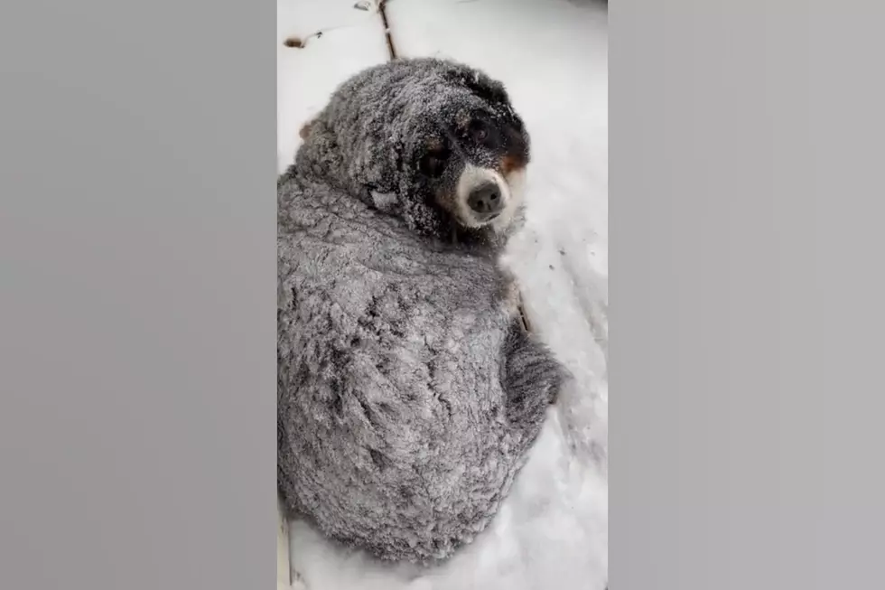 This Illinois Dog Really Doesn&#8217;t Want to Come Inside, But Thanks