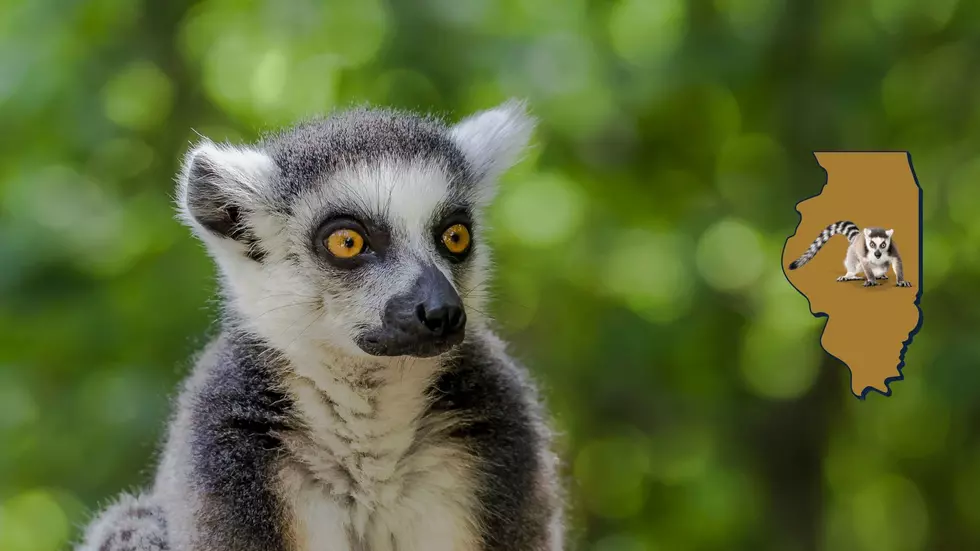 Illinois Family Surprised to Find an Endangered Lemur in Garage
