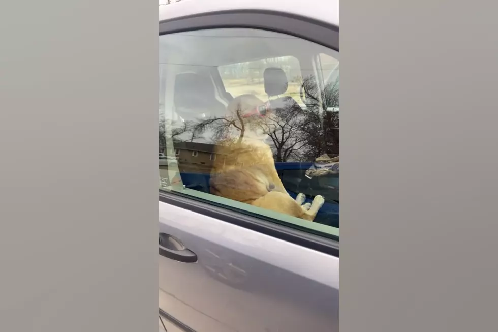 Iowa Dog Spotted in Car Wearing Shades Like He Owns the Place