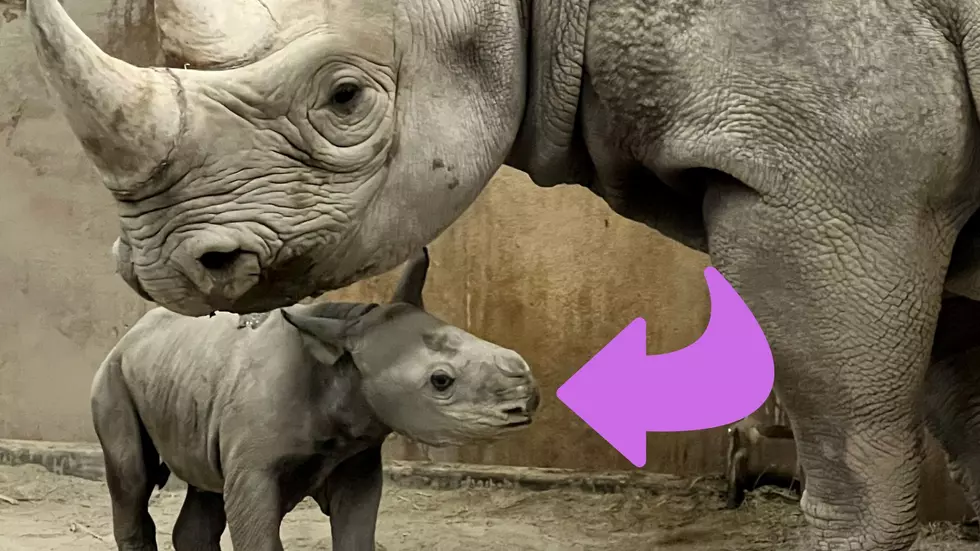 Missouri Zoo Celebrates Birth of Critically-Endangered Rhino Baby