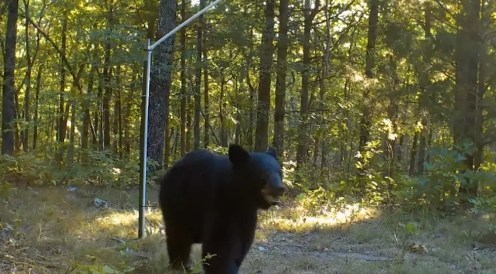 Missouri Trail Cams Reveal a Curious Black Bear Loves Cameras