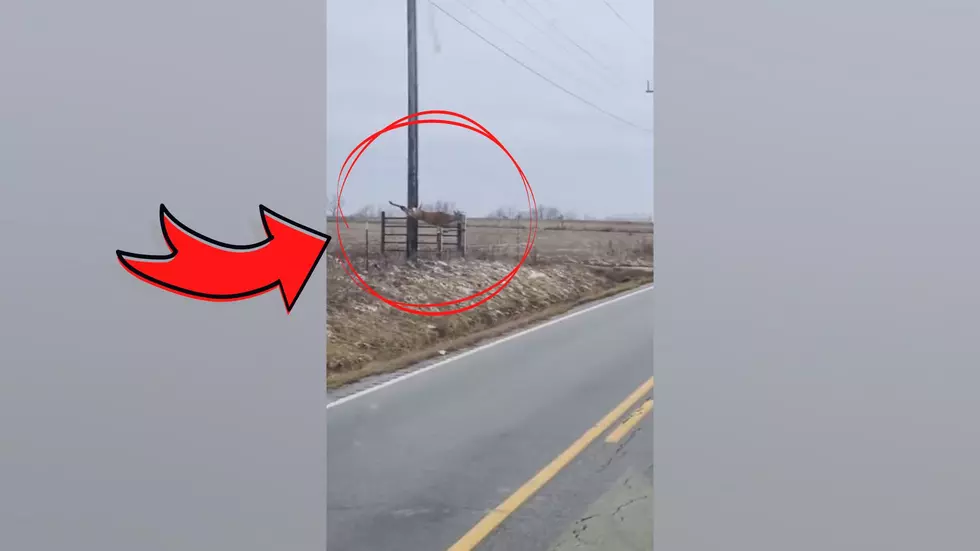 Missouri Driver Shares Wild Video of Buck Who Flew Over the Road