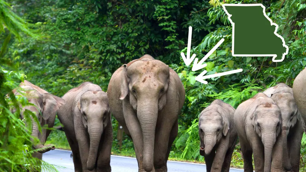 Missouri Circus Elephants Retiring and Will &#8216;Roam the Land&#8217;