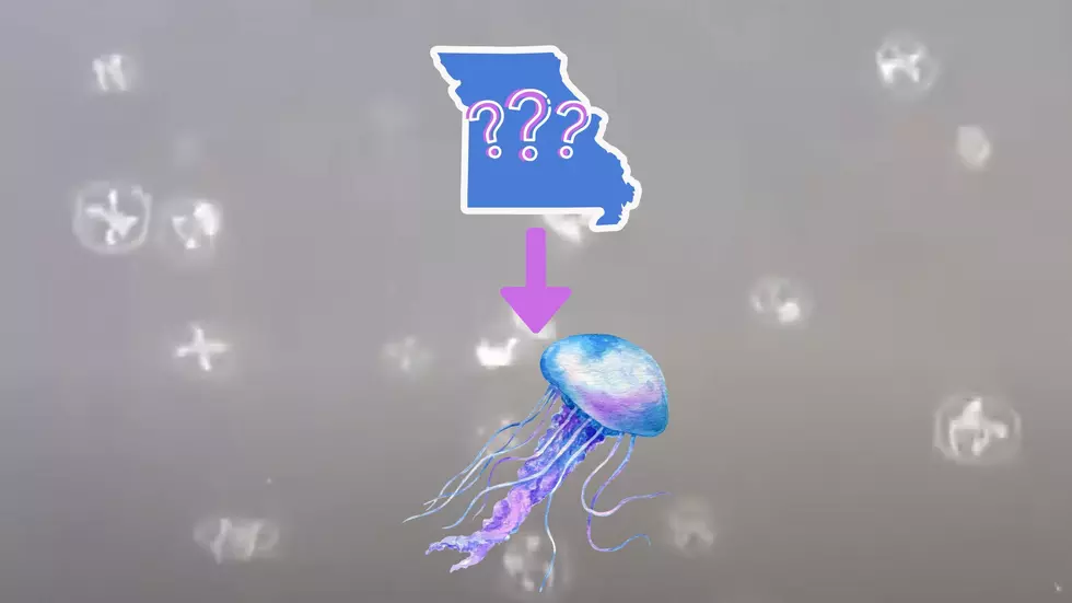 Yes, Believe it Or Not, Jellyfish Have Been Spotted in Missouri