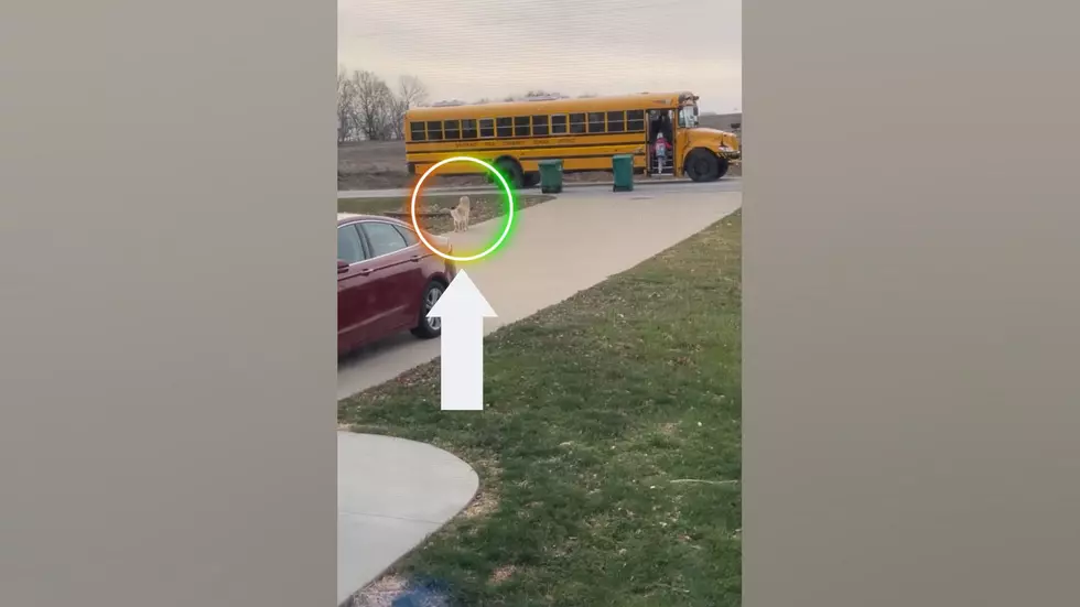 Iowa Dog Named Sam Has Faithfully Walked Girl to Bus for Years