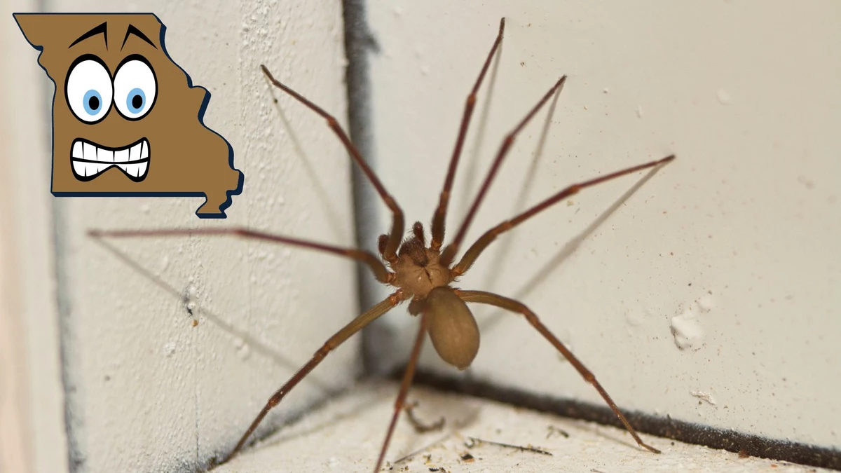When 6000 Brown Recluse Spiders Were Found In A Missouri Home