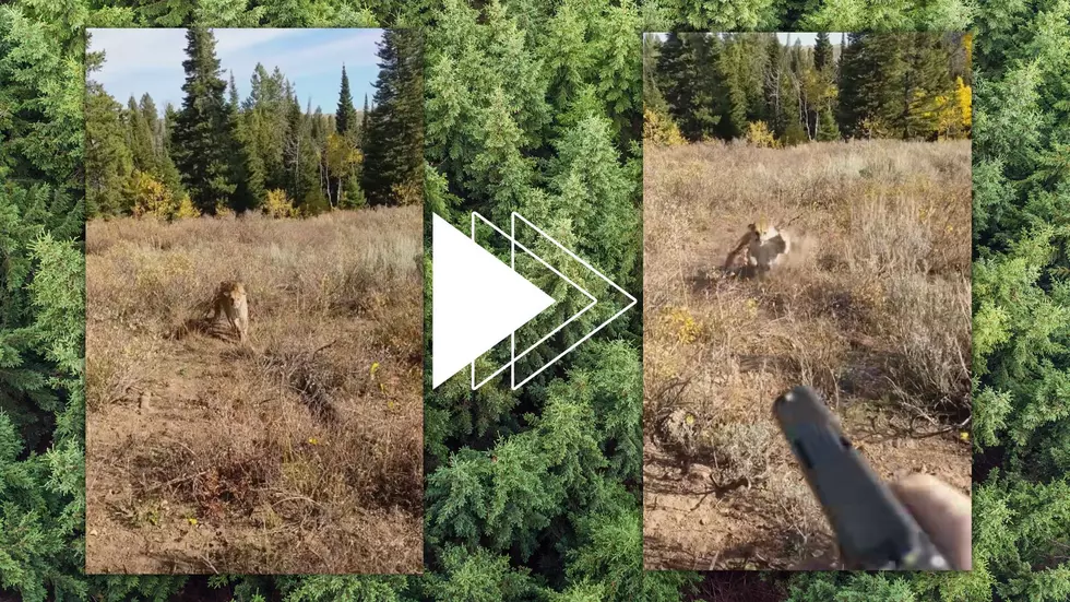 Watch Elk Hunter Become the Hunted By a Fierce Mountain Lion